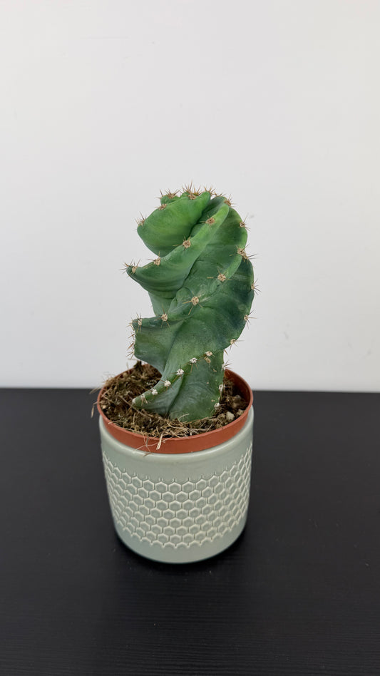 Cereus Peruvianus Tortuosus