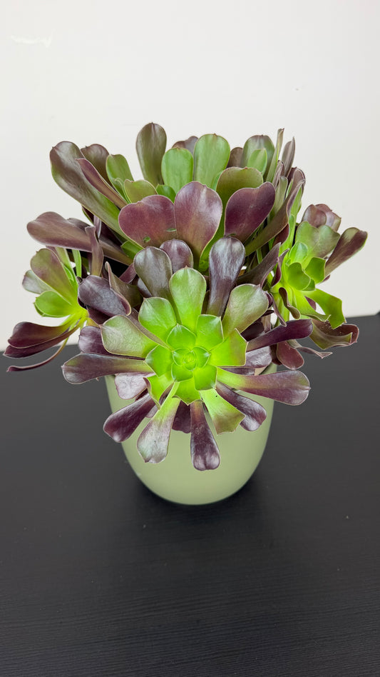 Aeonium 2