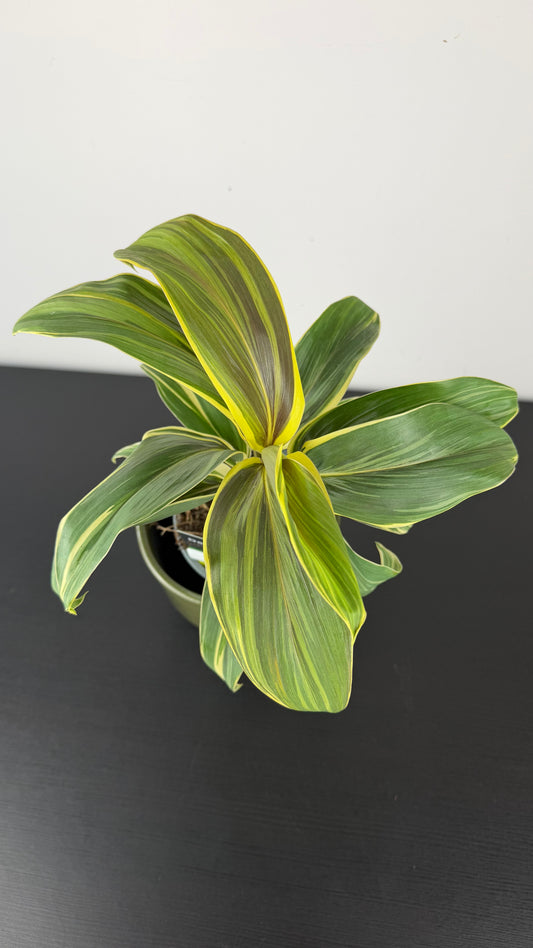 Cordyline 3