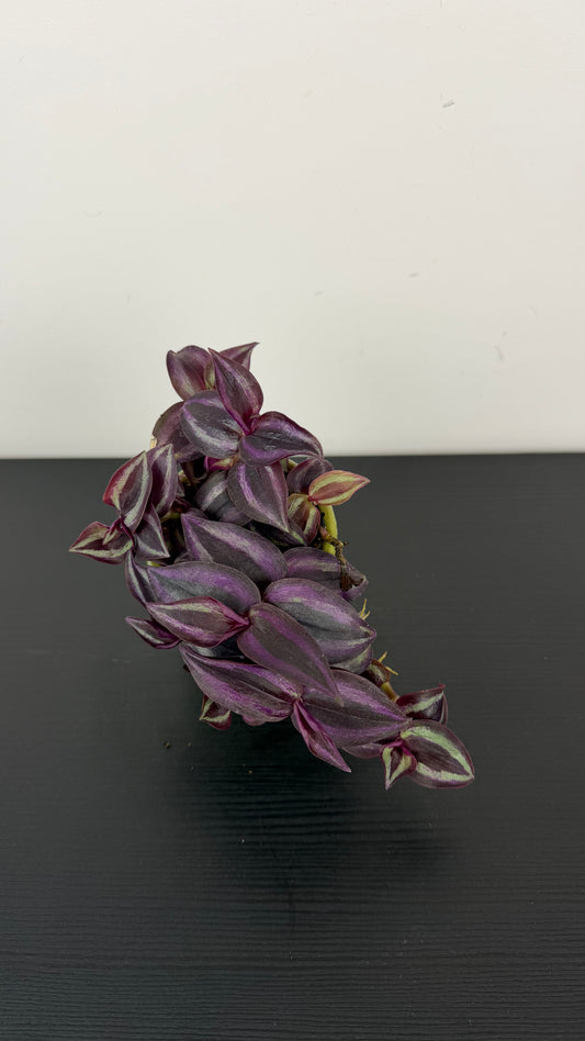 Tradescantia