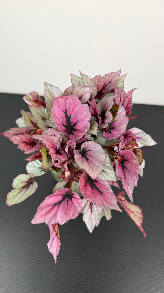 Begonia Beleaf 10