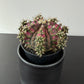Gymnocalycium T-Rex Hybrid