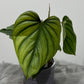 Philodendron Sp Colombia