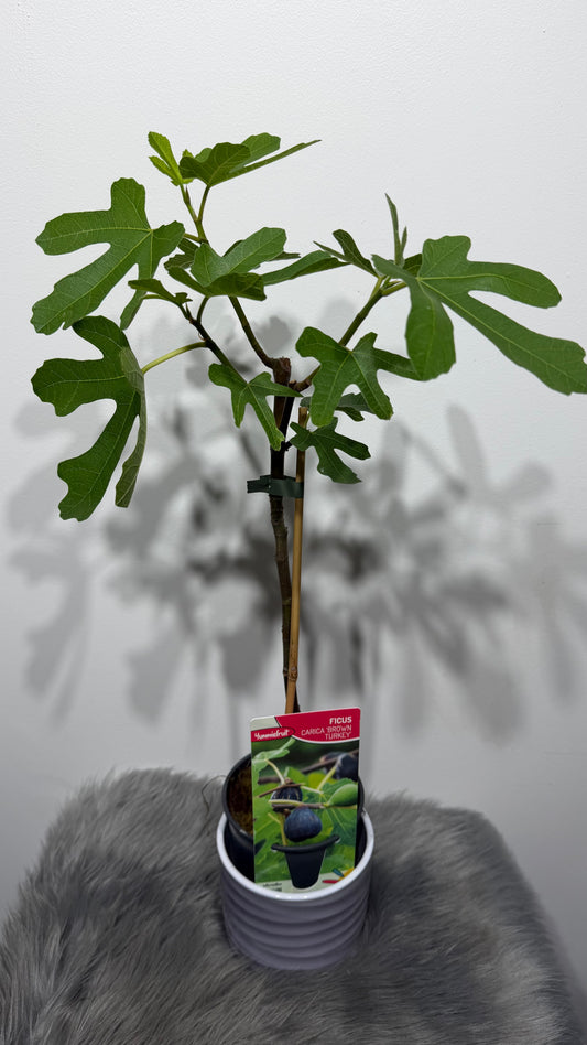 Ficus Carica
