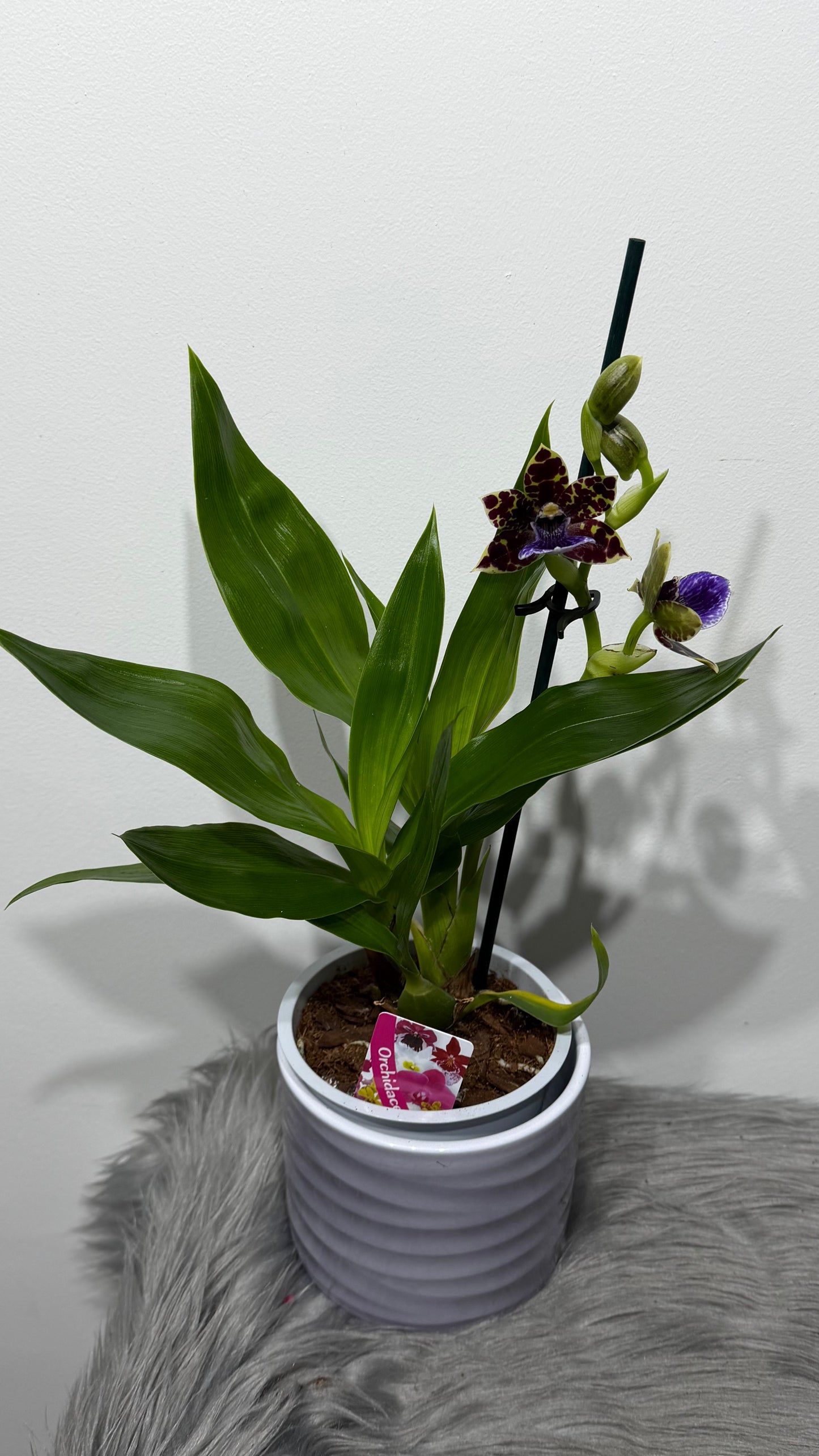 Zygopetalum Louisendorf