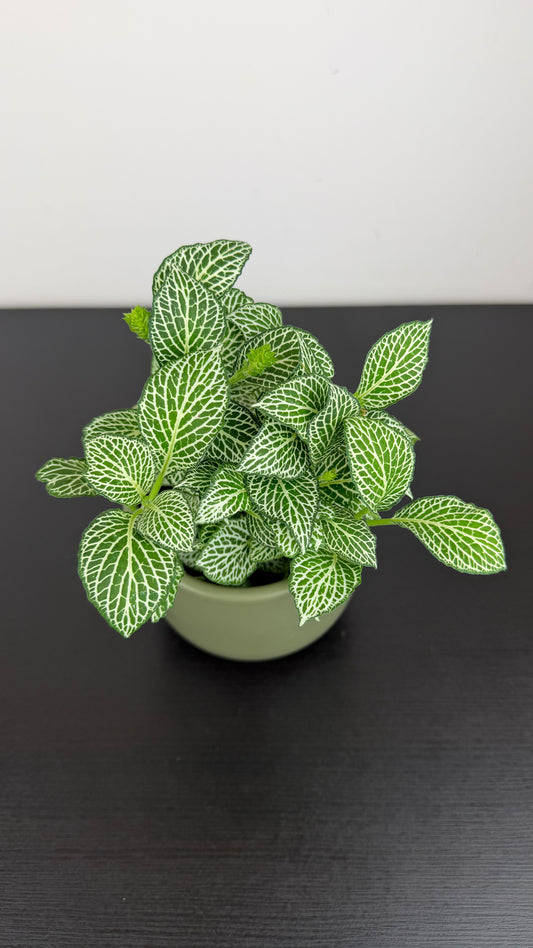 Fittonia 7