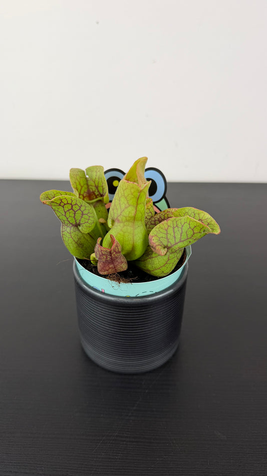 Sarracenia 2