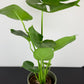Monstera Deliciosa