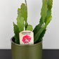 Epiphyllum Sarah Courant