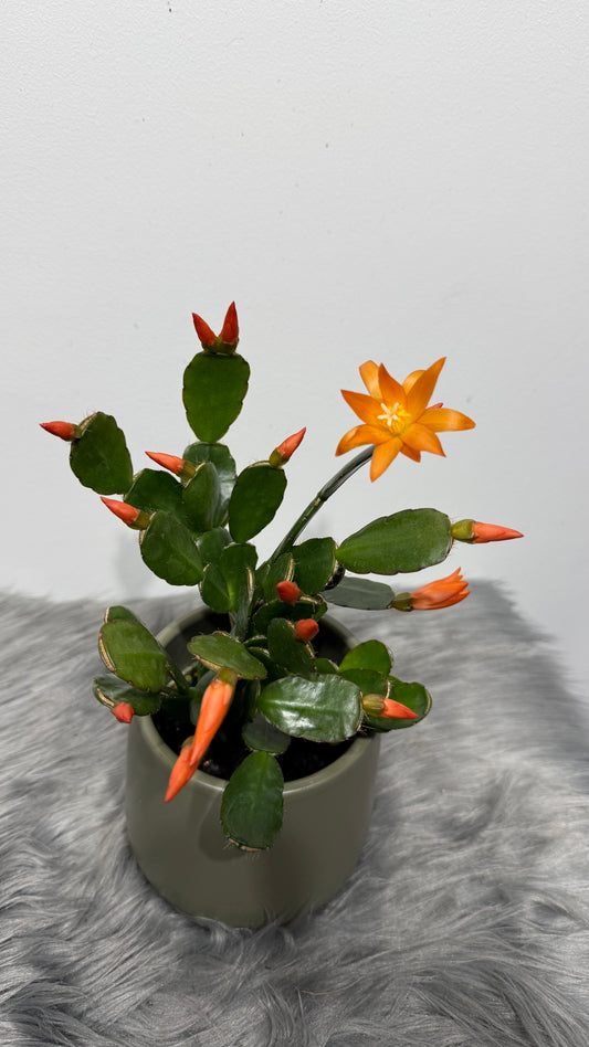 Rhipsalidopsis Orange