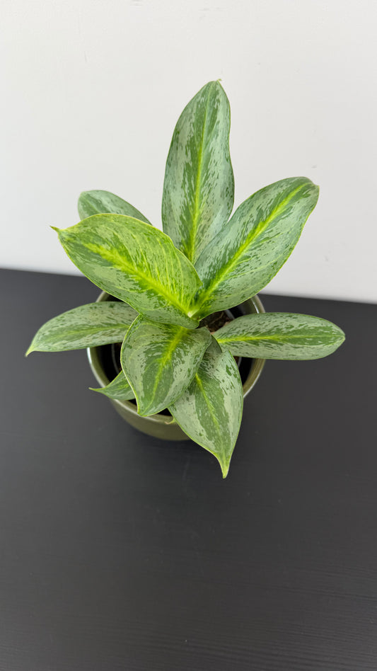 Aglaonema 14
