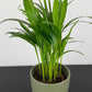 Dypsis Lutescens