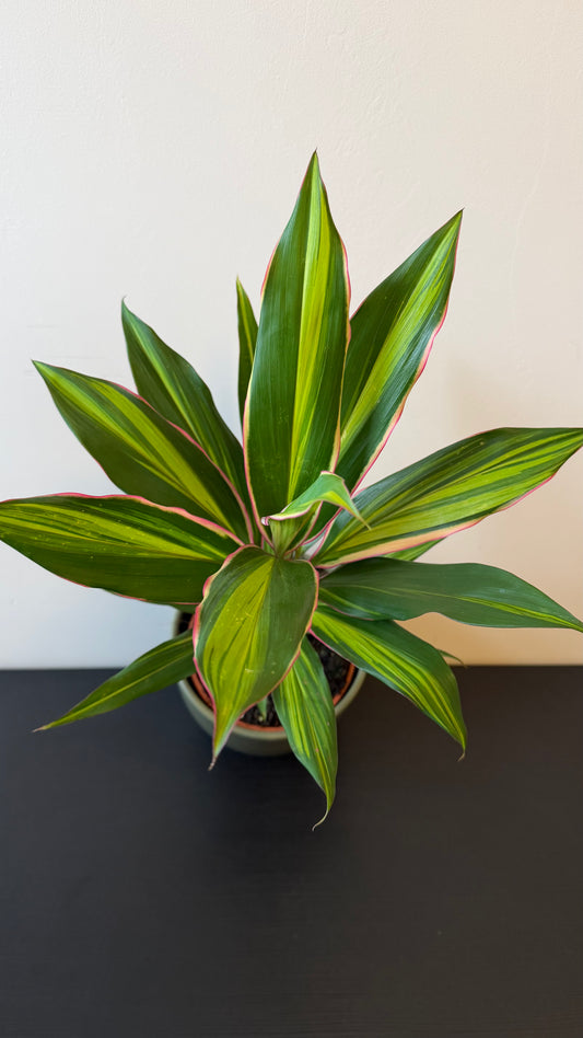 Cordyline 1