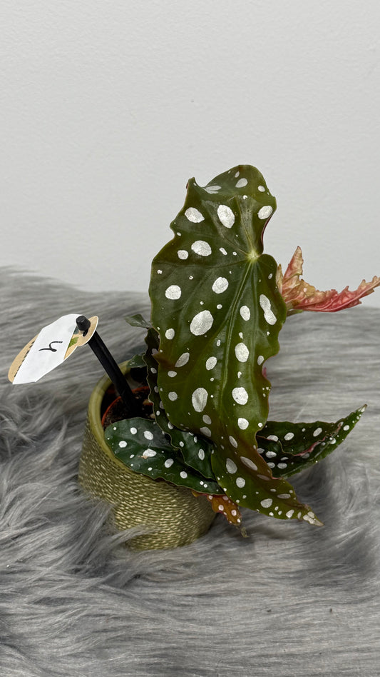 Begonia Angel Wings 4