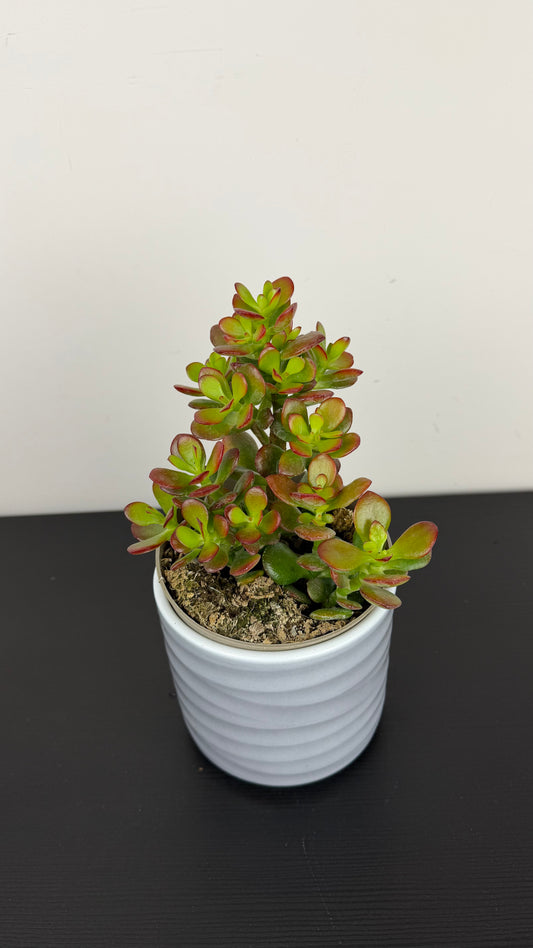 Crassula 15