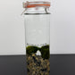 Marimo augs