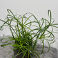 Cyperus Alternifolius