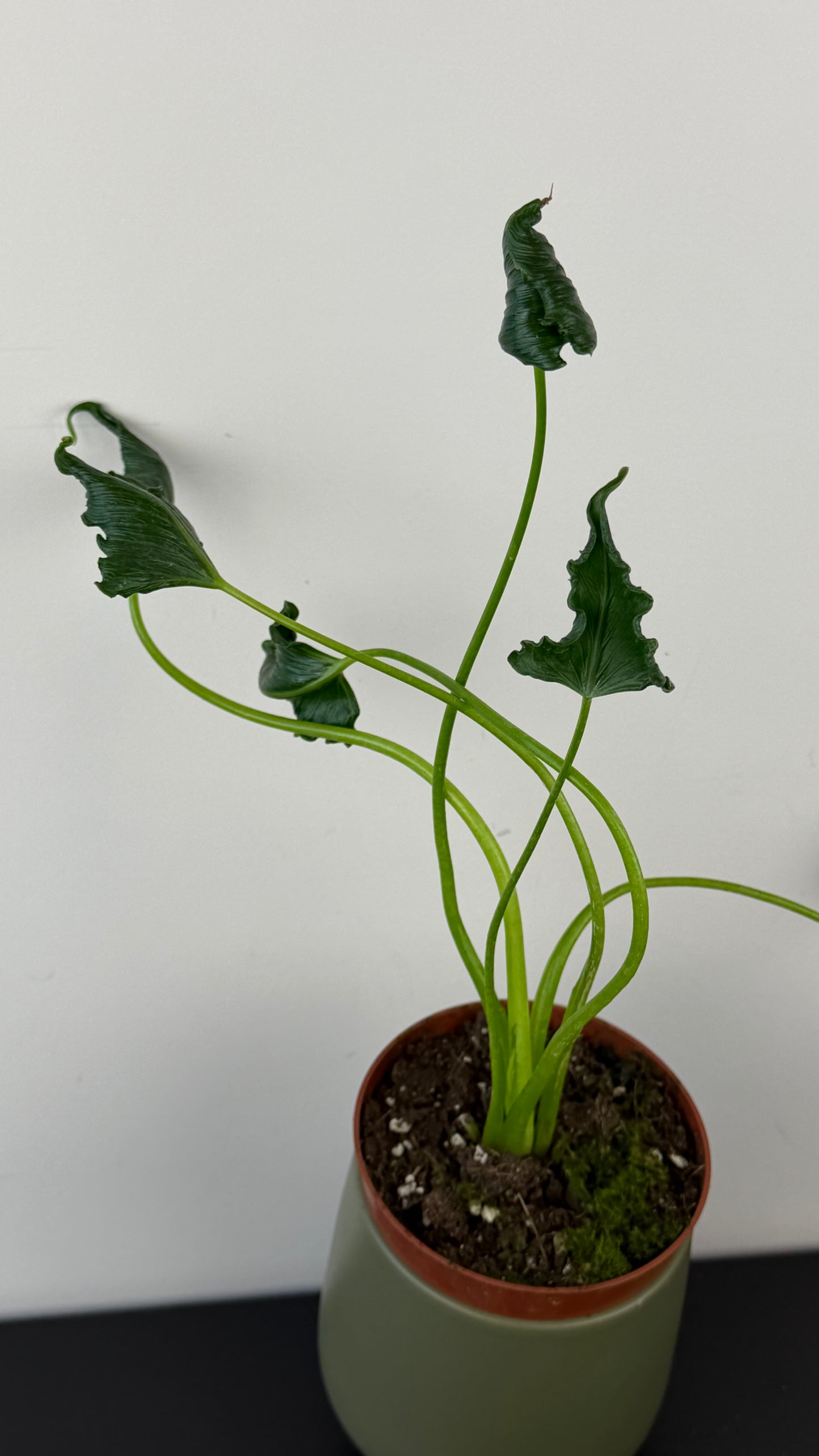 Alocasia Triangularis