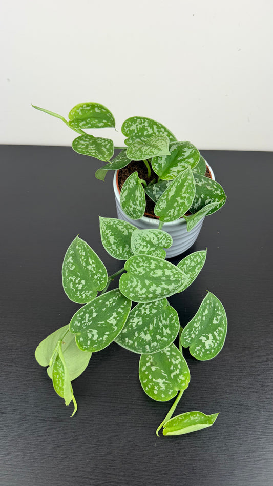 Scindapsus Pictus Silver Ann