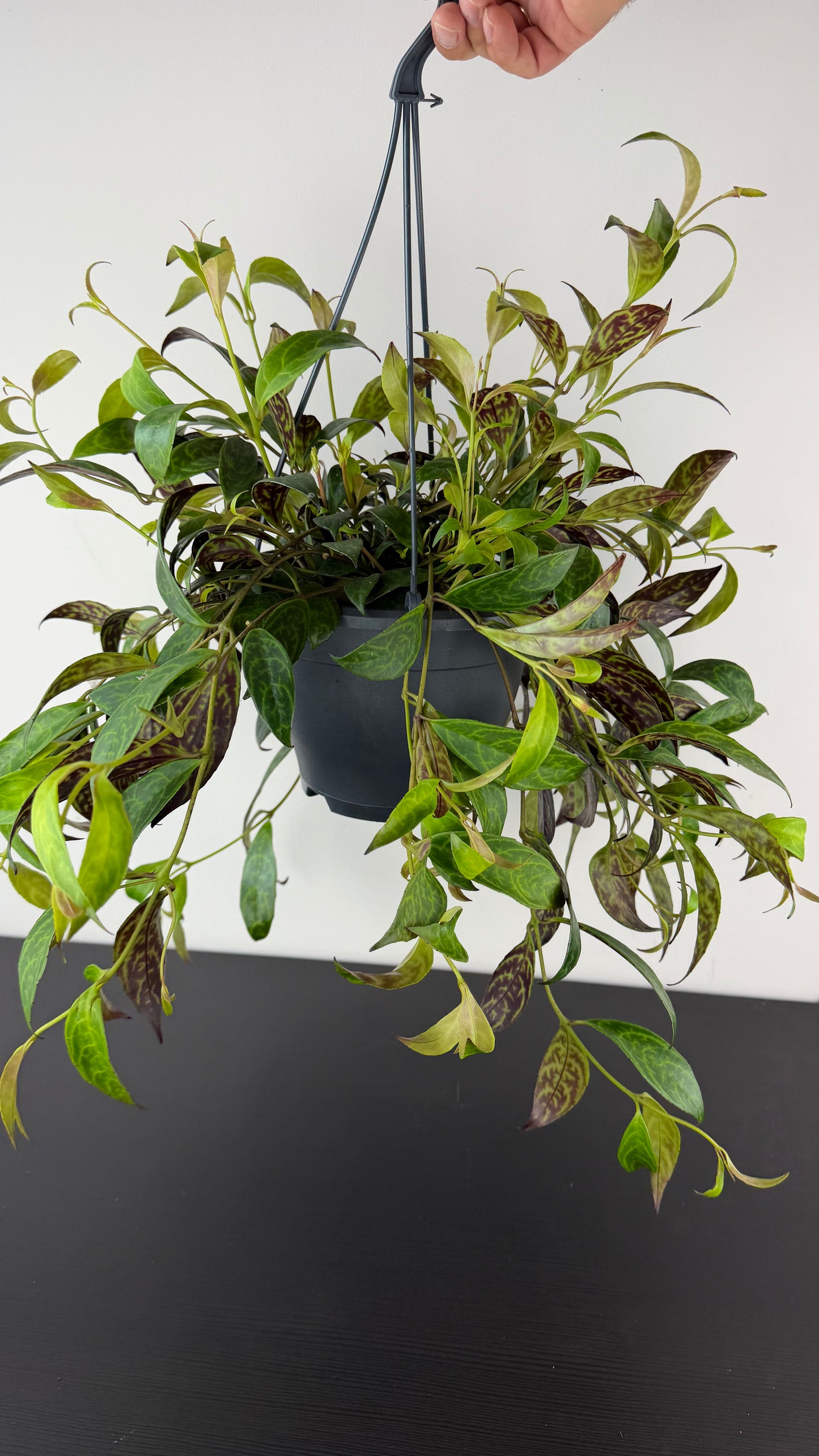 Aeschynanthus Marmoratus