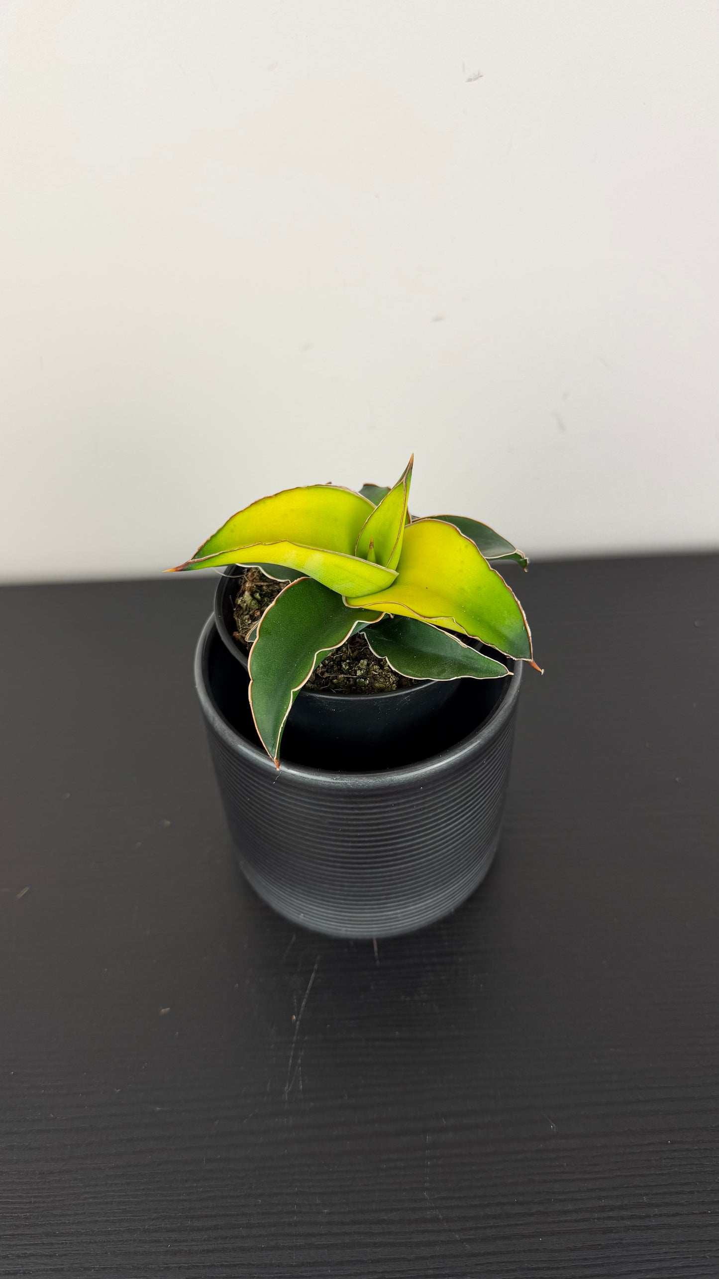 Sansevieria Star Canary