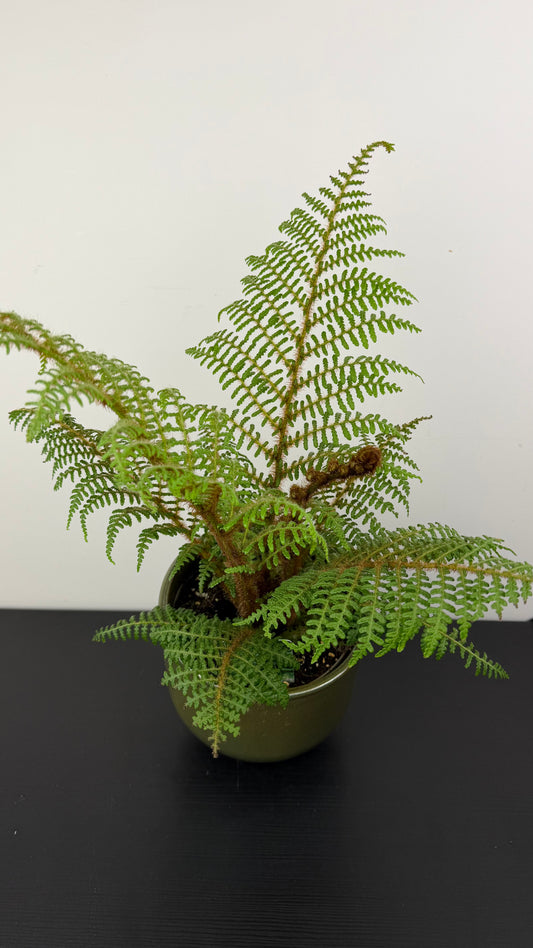 Cyathea Tomentosissima