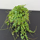 Peperomia prostrata