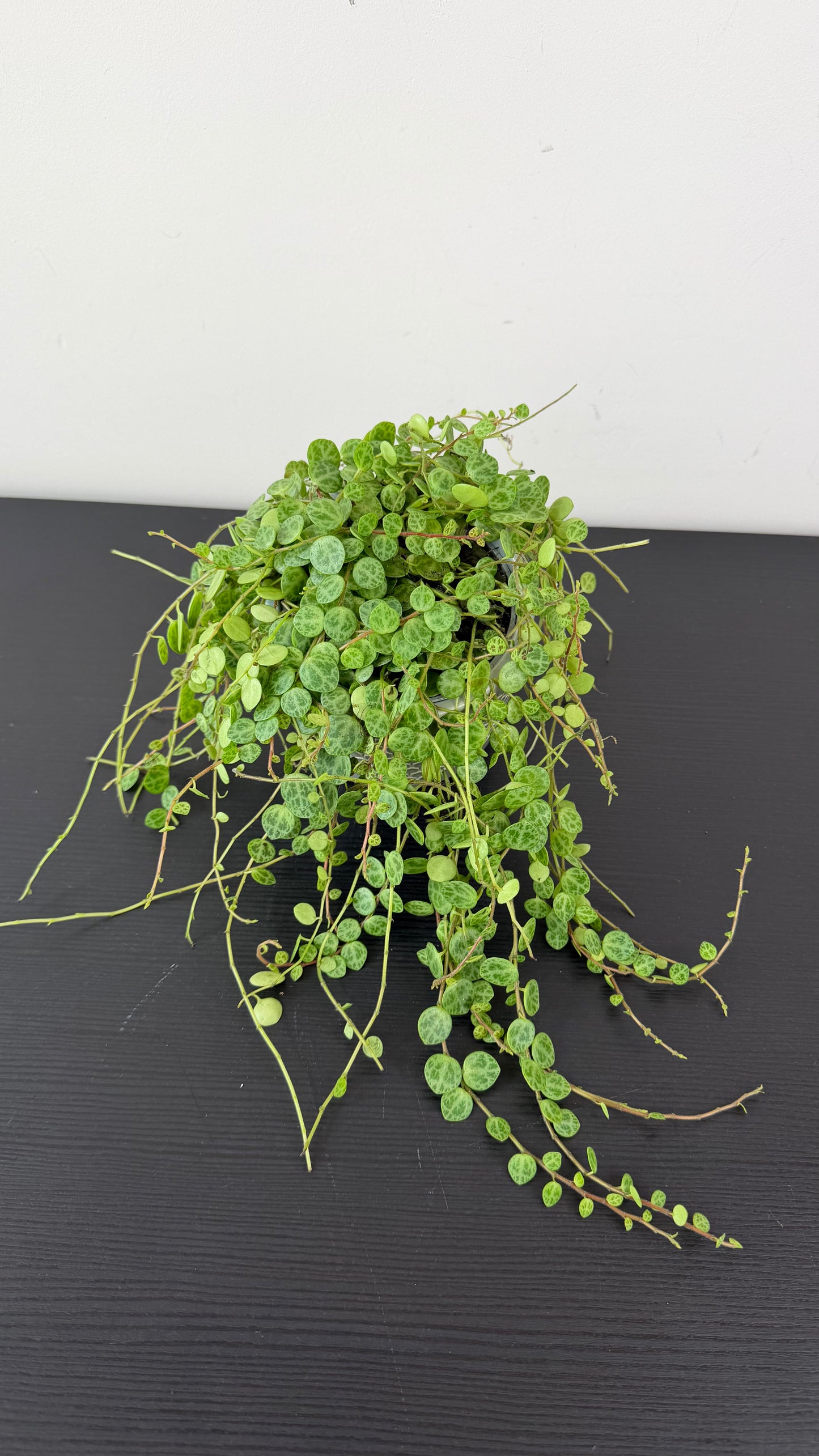 Peperomia prostrata