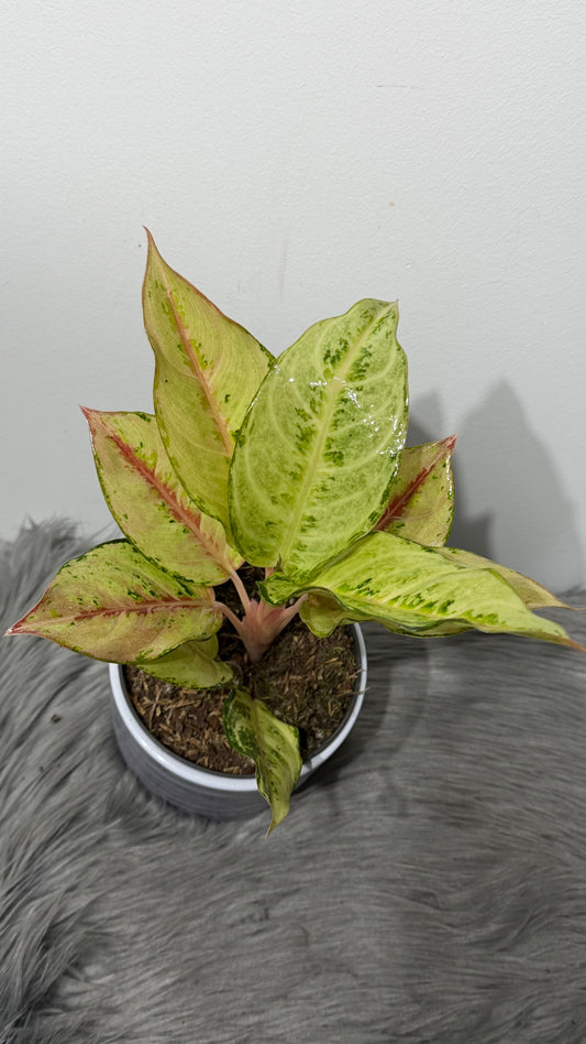 Aglaonema 8