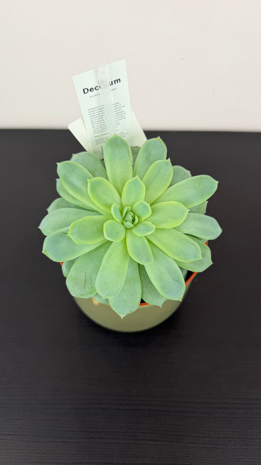 Echeveria 6