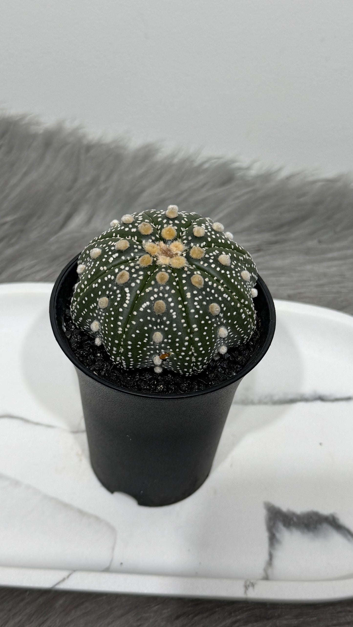 Astrophytum Asterias