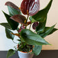 Anthurium Chocolate