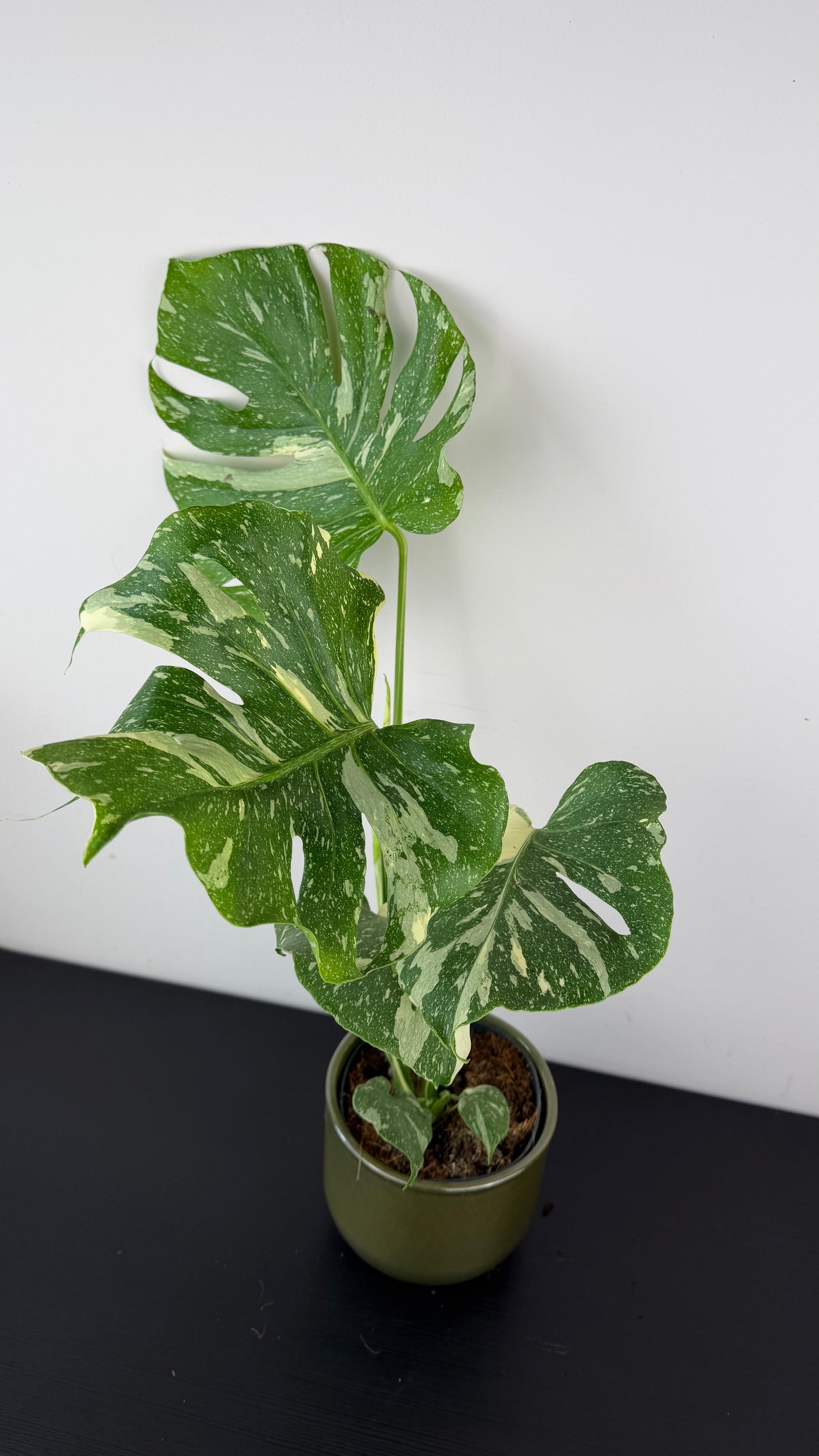 Monstera Thai Constellation