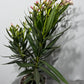 Oleander 2