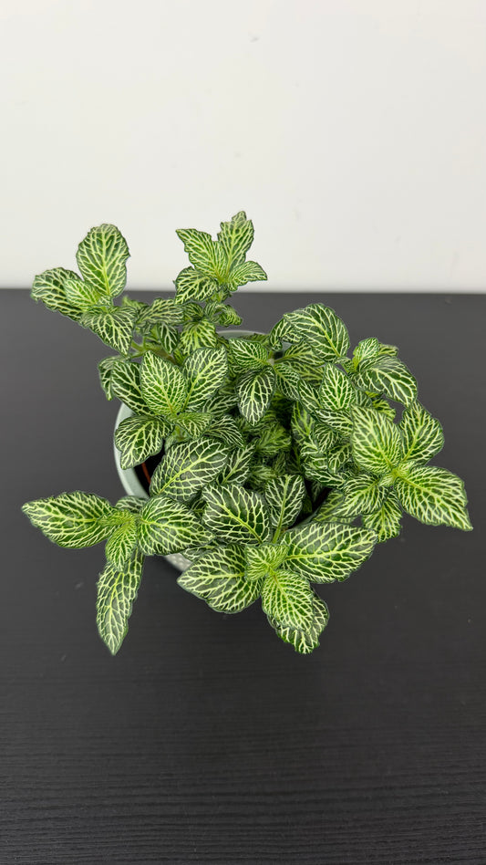 Fittonia 3