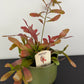 Rhipsalis Red Coral