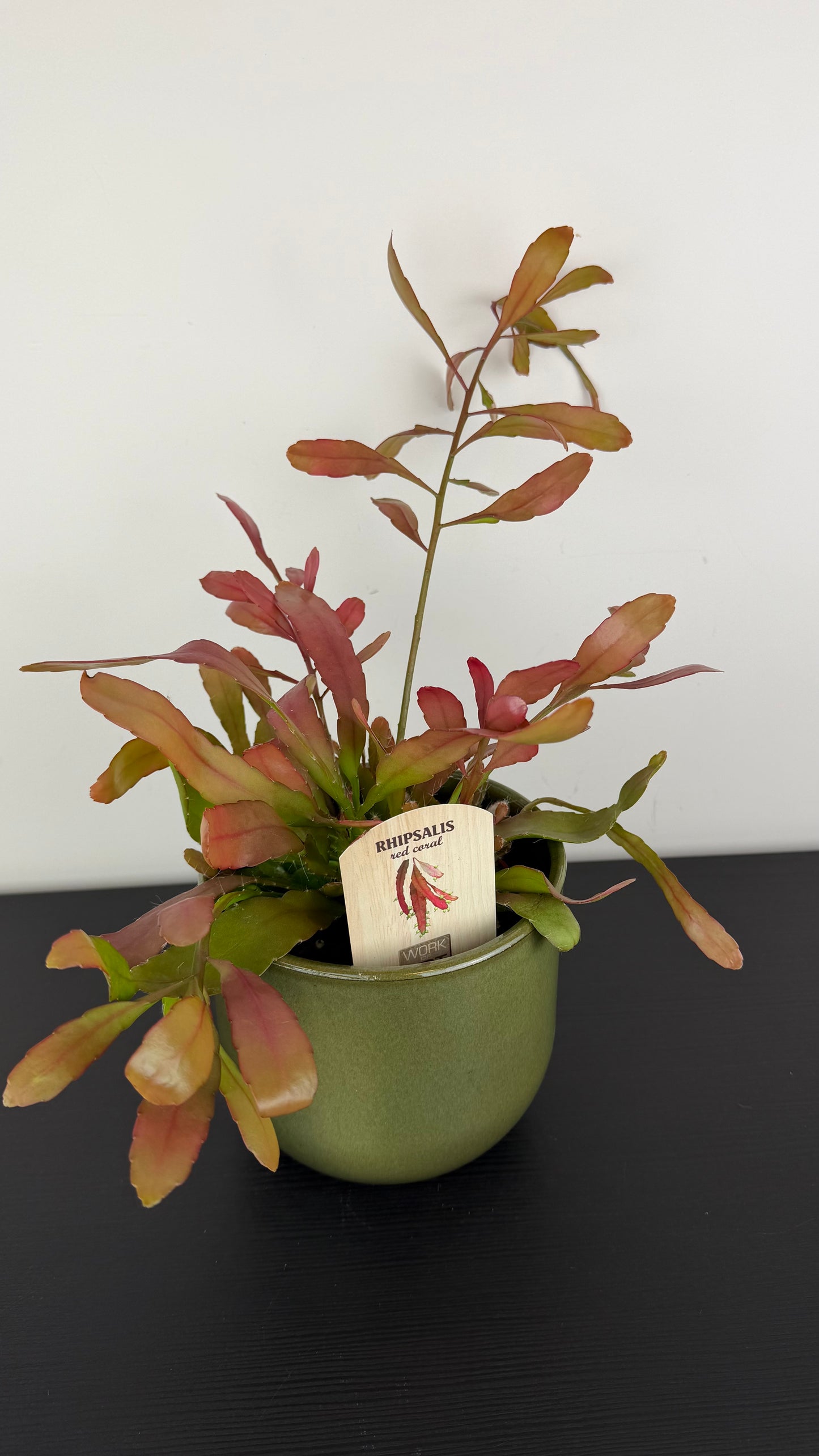 Rhipsalis Red Coral