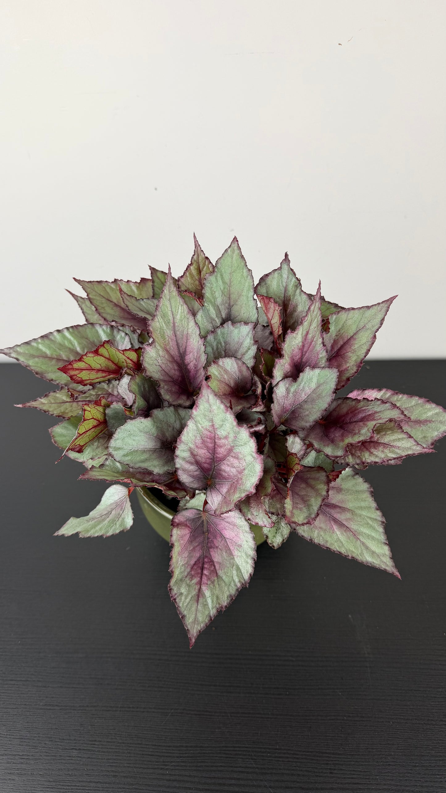Begonia Beleaf 4