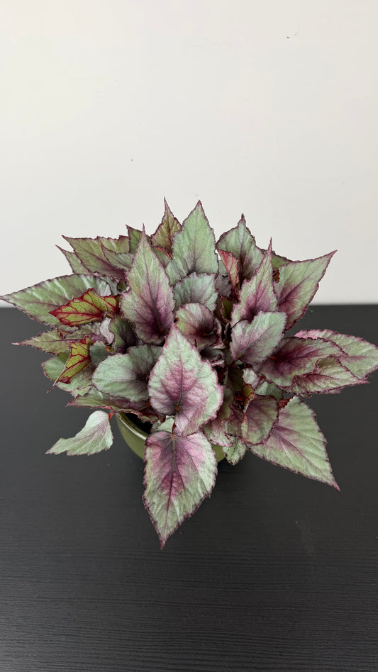 Begonia Beleaf 4