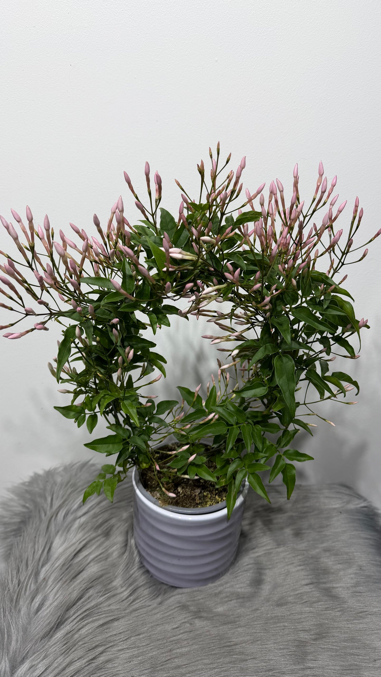 Jasminum Polyanthum