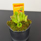 Heliamphora