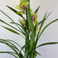 Cymbidium 4