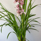 Cymbidium 5