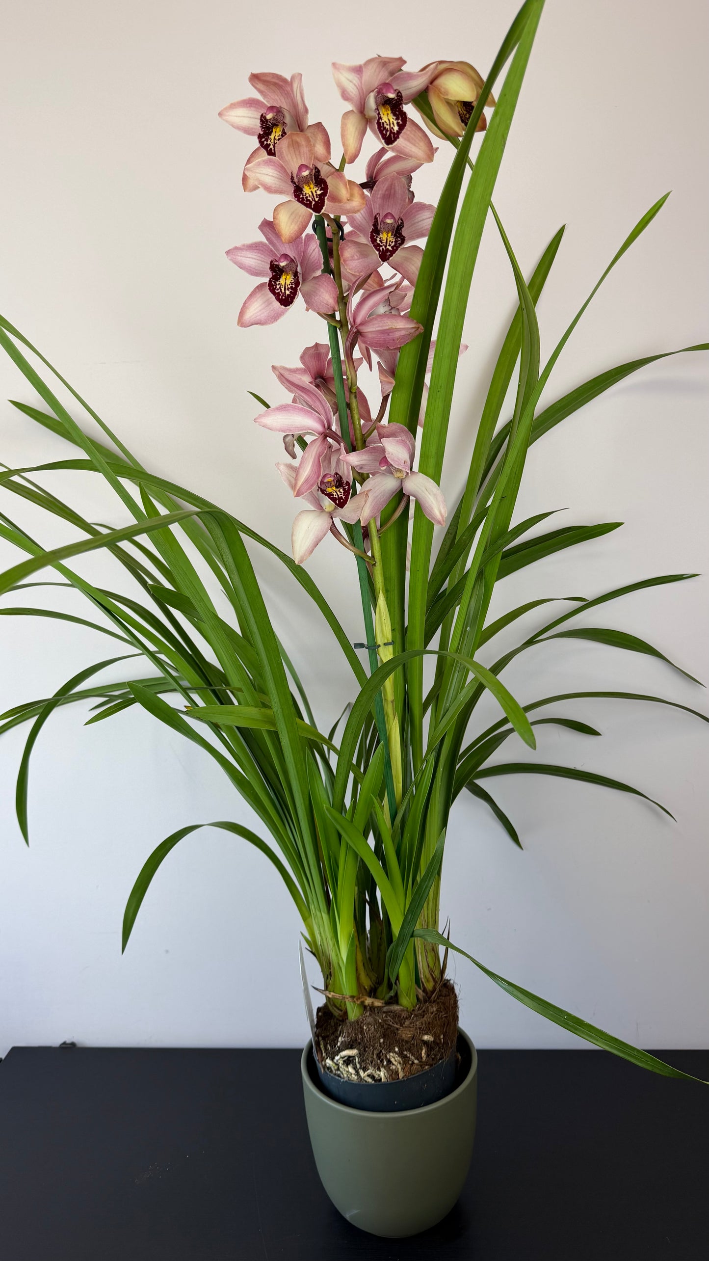 Cymbidium 5