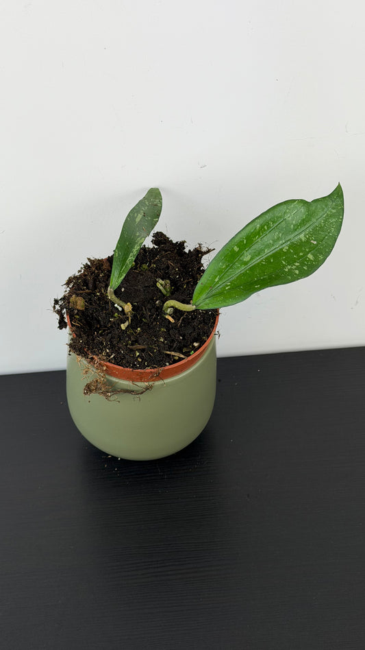 Hoya Rindu Rafflesia