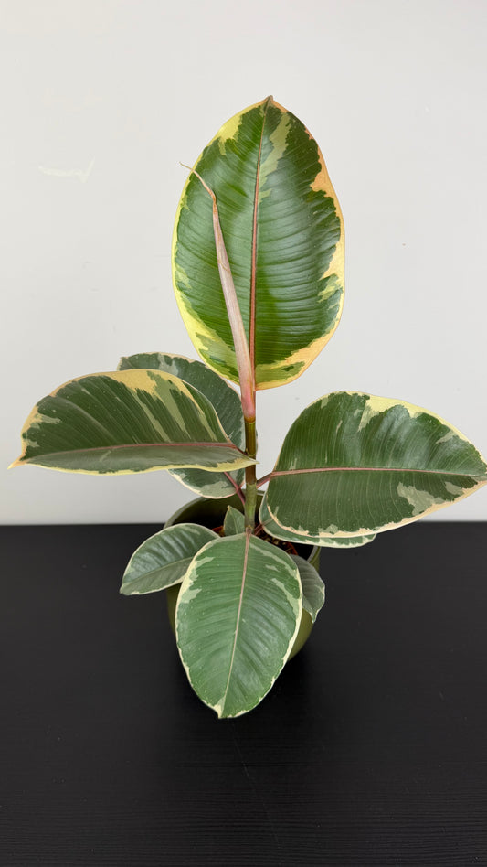 Ficus elastica Tineke