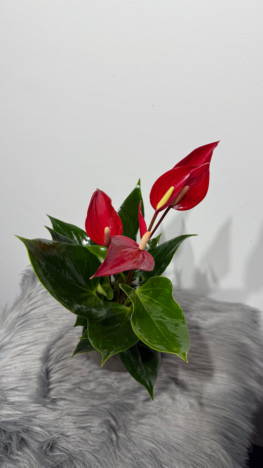 Anthurium Red