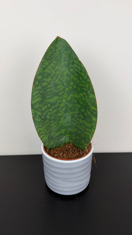 Sansevieria 2