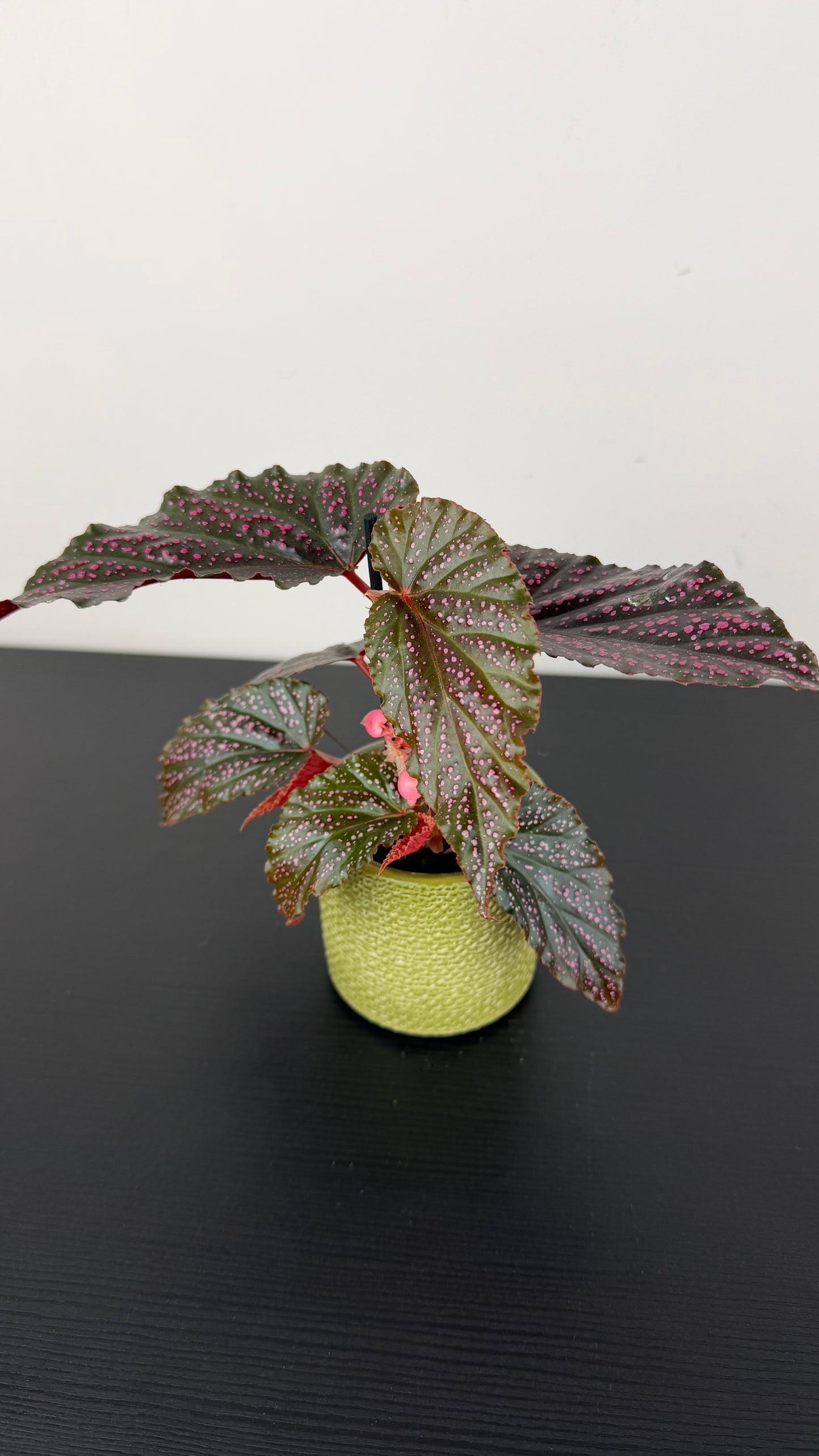 Begonia Angel Wings 1