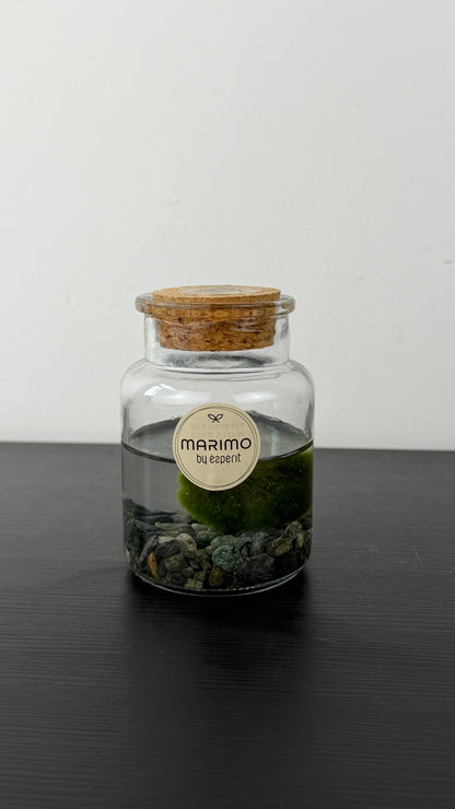 Marimo augs
